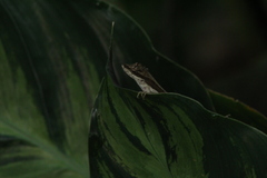 Anolis zapotecorum