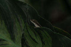 Anolis zapotecorum