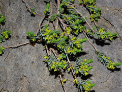 Thymelaea dioica