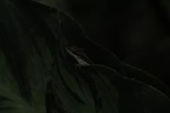 Anolis zapotecorum