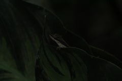 Anolis zapotecorum