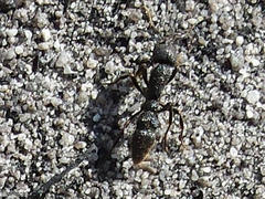 Bothroponera pumicosa