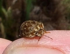 Sphaerocoris testudogrisea