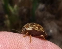 Sphaerocoris testudogrisea