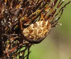 Sphaerocoris testudogrisea