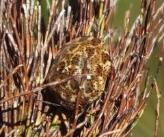 Sphaerocoris testudogrisea