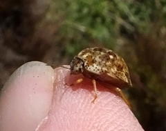 Sphaerocoris testudogrisea