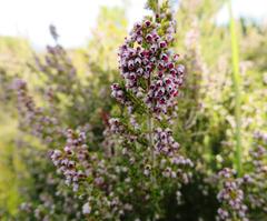 Erica hispidula hispidula