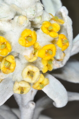 Buddleja cordobensis