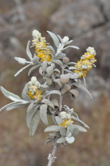 Buddleja cordobensis
