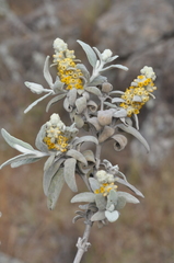 Buddleja cordobensis