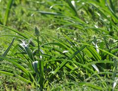 Albuca seineri