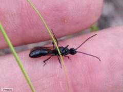 Ponerinae
