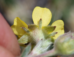 Potentilla pseudosericea