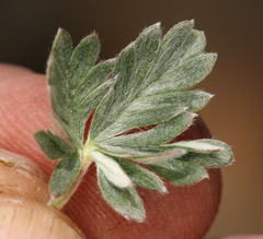 Potentilla pseudosericea