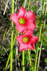 Oxalis pendulifolia