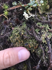 Psoroma hypnorum