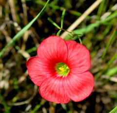 Oxalis pendulifolia