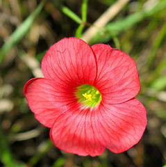Oxalis pendulifolia