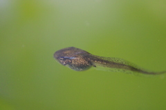 Pseudacris hypochondriaca