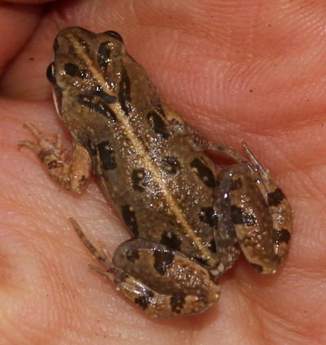 Cacosternum boettgeri
