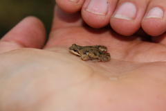 Cacosternum boettgeri