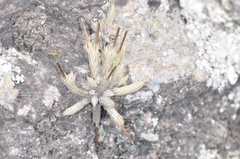 Tillandsia minutiflora