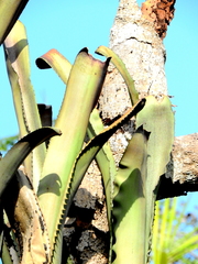 Aechmea tocantina
