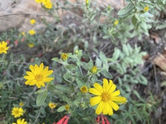 Heterotheca fulciens