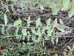 Heterotheca fulciens