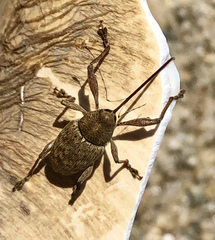 Curculio proboscideus