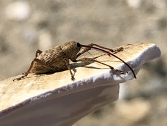 Curculio proboscideus