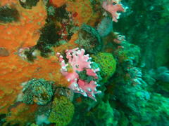 Stylaster nobilis