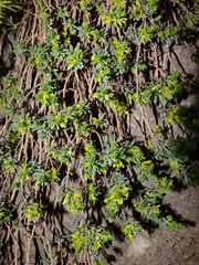 Thymelaea dioica