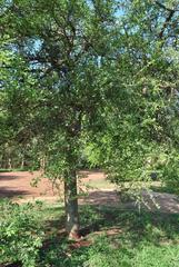 Commiphora glandulosa