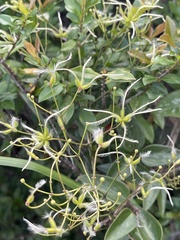 Clematis meyeniana