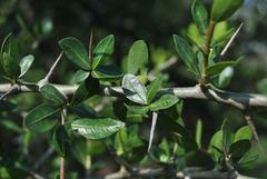 Commiphora glandulosa