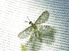 Nallachius americanus