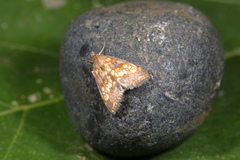 Evergestis politalis