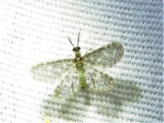 Nallachius americanus