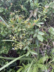 Clematis meyeniana