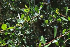 Commiphora pyracanthoides