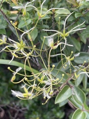 Clematis meyeniana