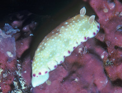 Goniobranchus albopustulosus image