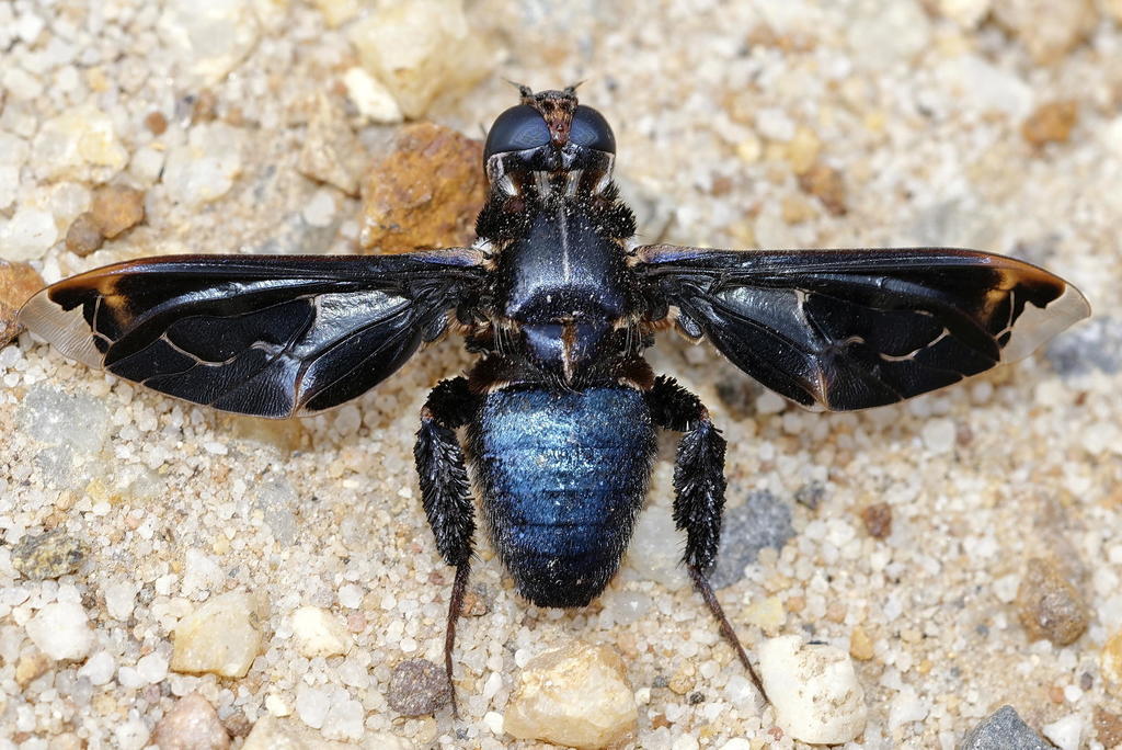 Pterobates apicalis