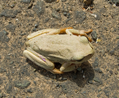 Hyla orientalis
