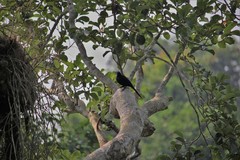 Onychognathus fulgidus