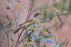 Philemon argenticeps