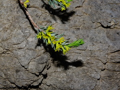Thymelaea dioica