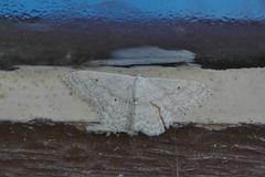 Scopula nigropunctata